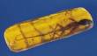 Anole in Amber