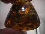 fake amber with a lizard