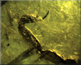 Scorpion
