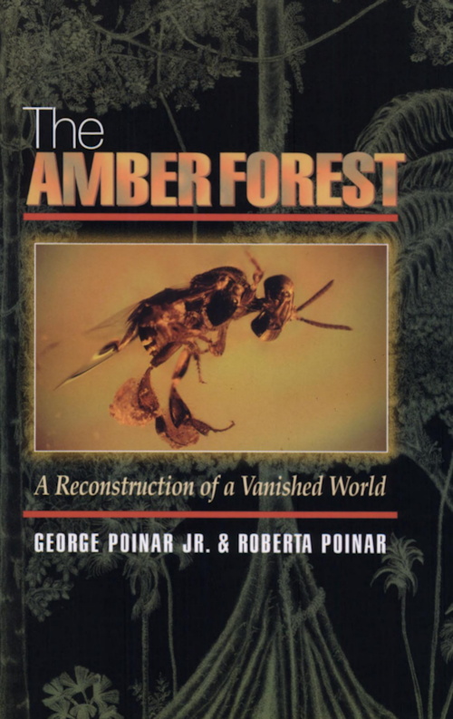 Amber forest