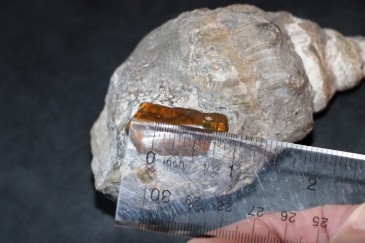 Lizard in Amber Chiapas