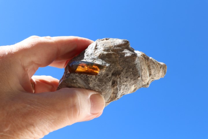 Lizard in Amber Chiapas