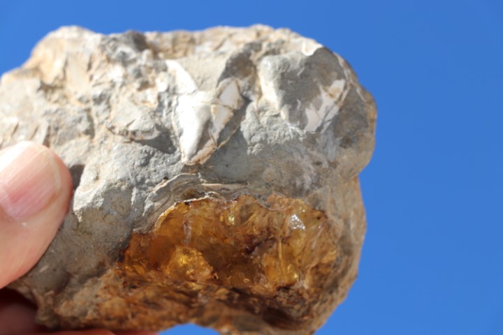 Lizard in Amber