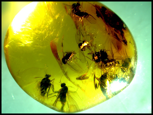 Baltic Amber with Fossils Insects
