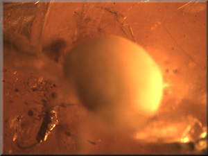 Baltic Amber with Fossils Insects