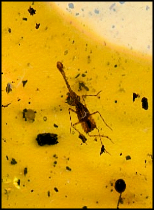 Dominican Republic Amber Ambar with Fossils