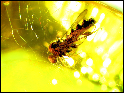 Leaf in amber