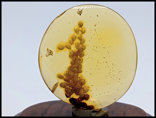 Zygentoma  Amber