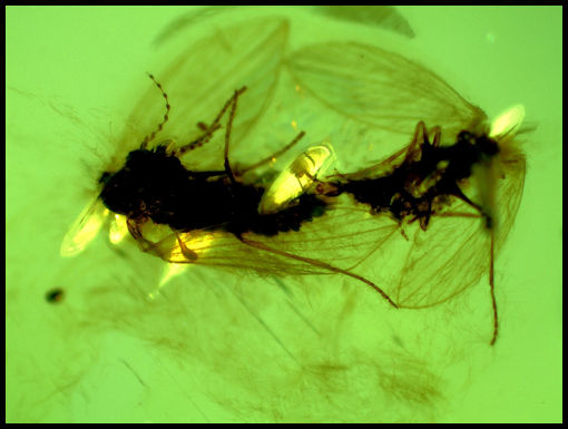 Lacewing larvae Chiapas Amber