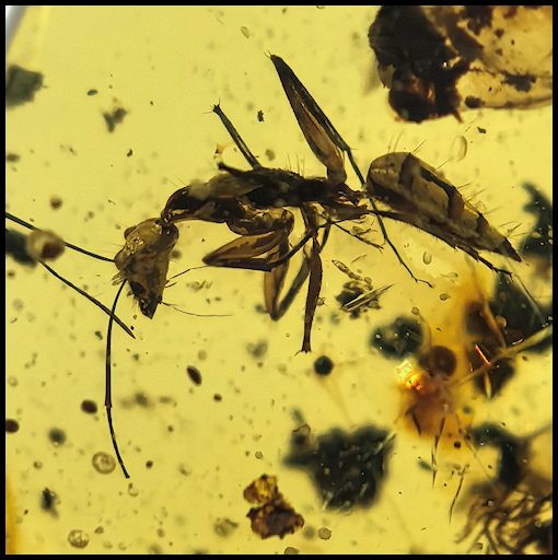 Zygentoma  Amber