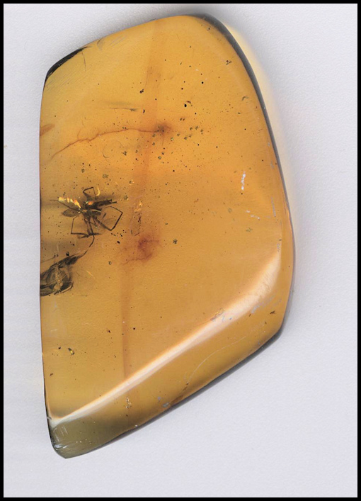 Chiapas Amber