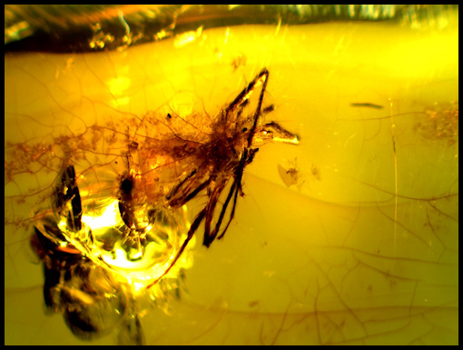 Chiapas Amber