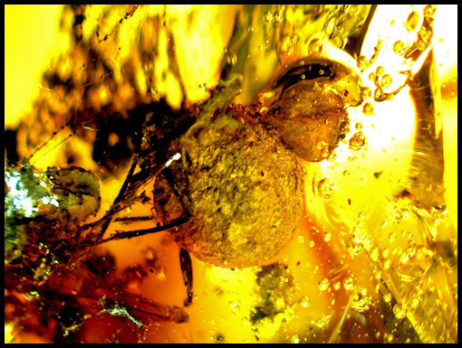 Chiapas Amber