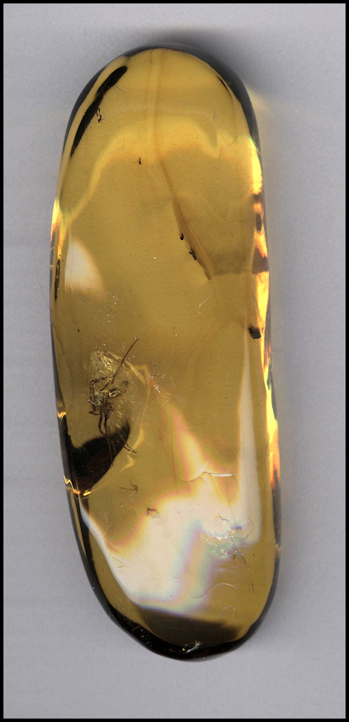 Chiapas Amber