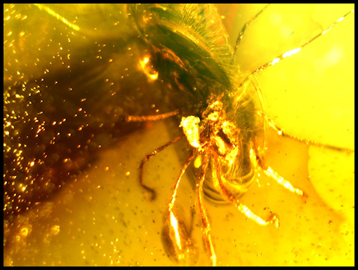 Chiapas Amber