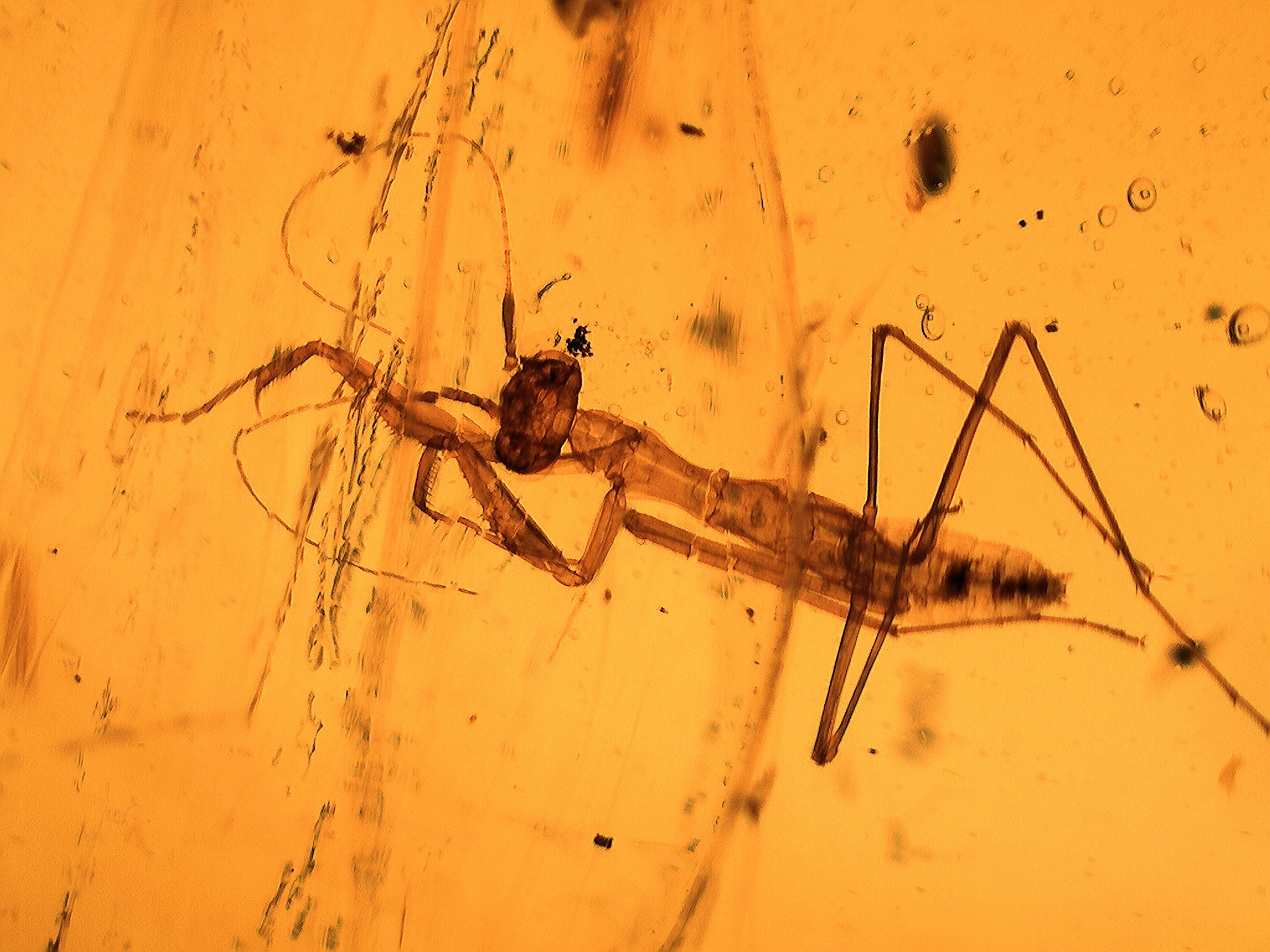 Lizard in Chiapas amber