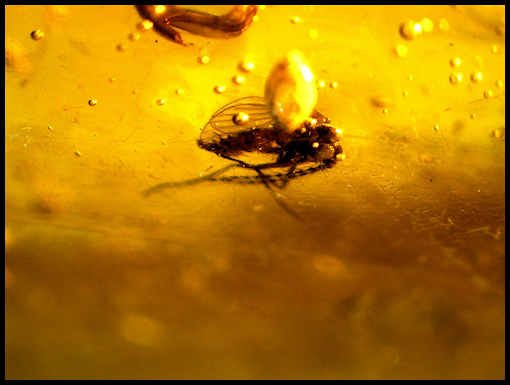 Dominican Republic Amber with Fossils