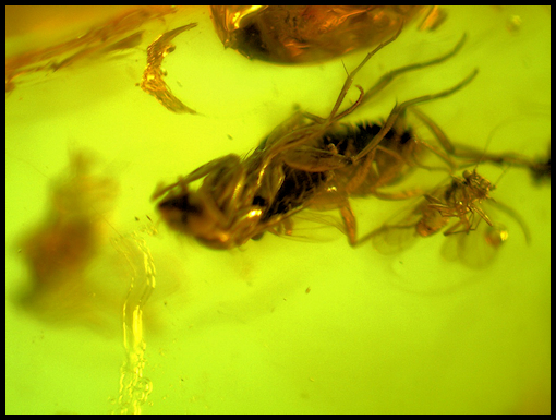 Dominican Repulic Amber with Fossils