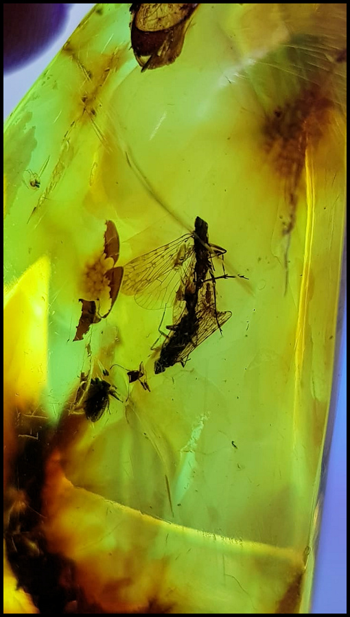 Mating Planthoppers
