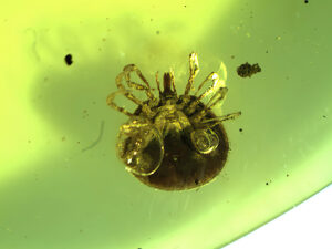 Tick