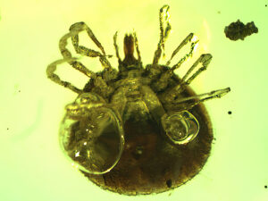 Tick