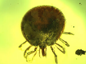 Tick