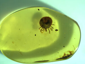 Tick