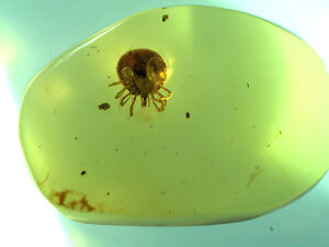 Tick