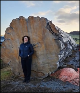 kauri